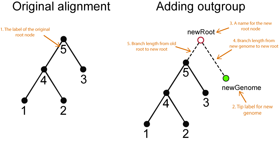 Two panels, the first showing a phylogenetic tree with 3 tips and internal nodes labeled, the second showing a 4th tip being added to the tree as an outgroup.