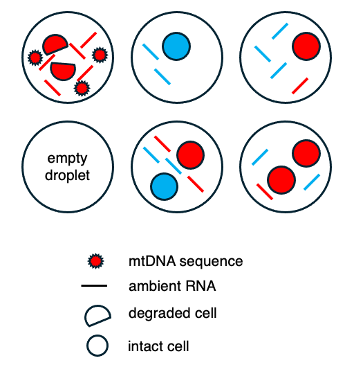 6 circles showing different artefacts from scRNA sequencing resulting from the inclusion of mitochondrial DNA, ambient RNA, degraded cells, intact off-target cells, or an empty droplet.