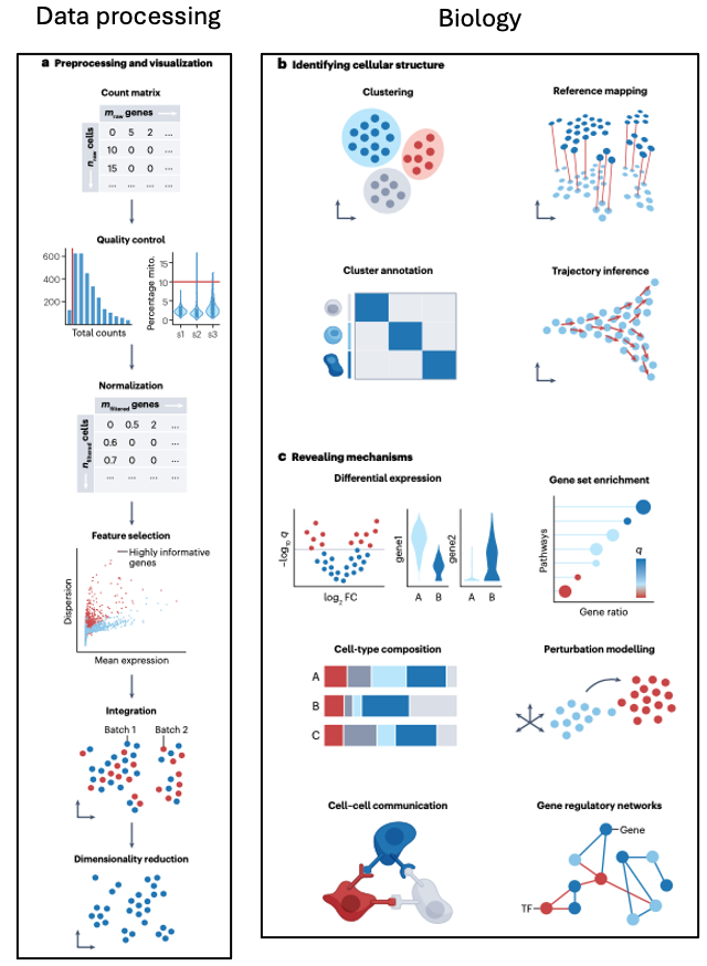 A two column figure with sub-images from Huemos et al 2023. A column labeled 'Data Processing' with images describing the steps count matrix, quality contrl, normalization, feature selection, integration, and dimensionality reduction. A column labeled 'Biology', with images describing how to identify cellular structure with clustering, reference mapping and trajectory inference, and images describing how to reveal mechanisms with differential expression, gene set enrichment, cell-type composition, perturbation modeling, cell-cell commmunication, and geen regulatory networks.