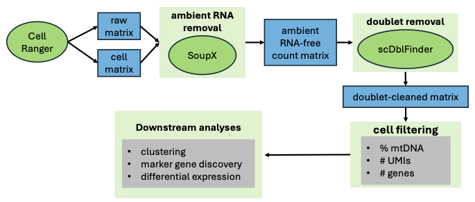 A flowchart with shapes and arrows indicating the following steps: Starting from Cell Ranger a raw matrix and cell matrix are input to SoupX form ambient RNA removal. Then doublet removal is performed with scDblFinder. Finally, filtering for % mitochondrial DNA, # UMIs and # genes is done before the data is passed to the downstream analyses, like clustering, marker gene discovery, or differential expression.